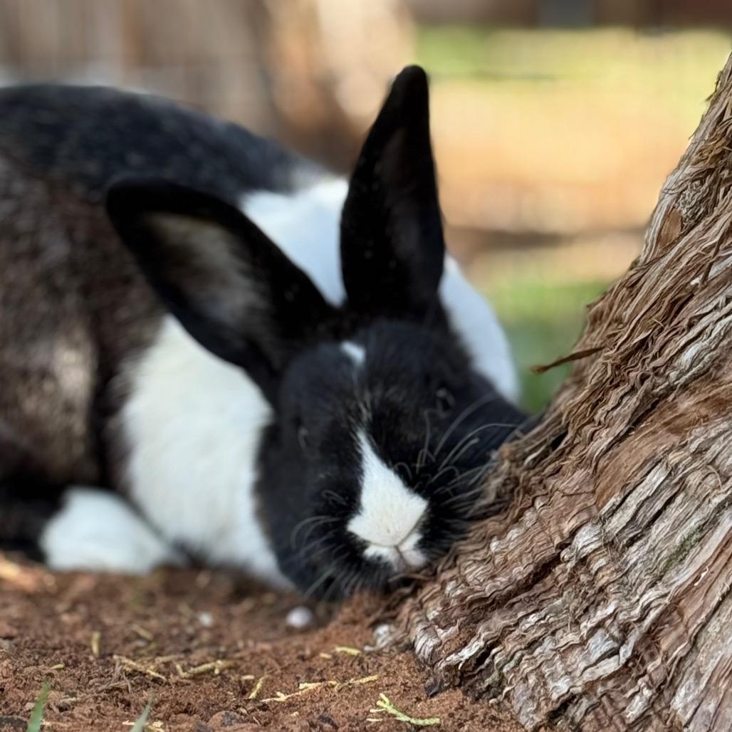 Kareem Abdul Ja-Bun, a Adoptable Dutch in Kanab, UT image 2/3