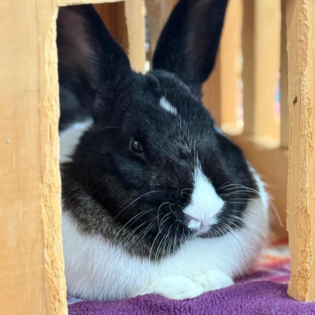 Kareem Abdul Ja-Bun, a Adoptable Dutch in Kanab, UT image 3/3