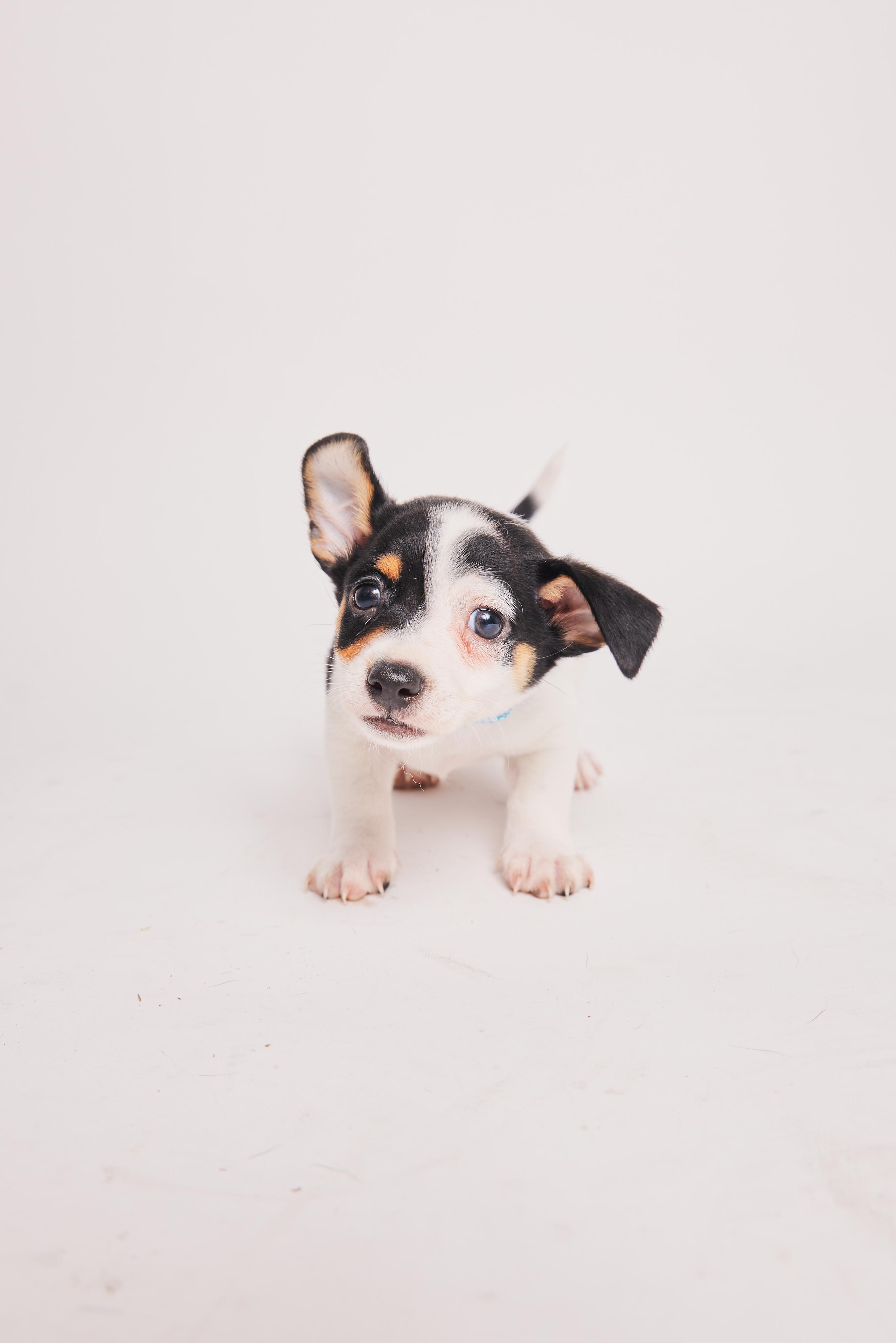 Poppy, a Adopted mixed breed in West Hollywood, CA image 2/6