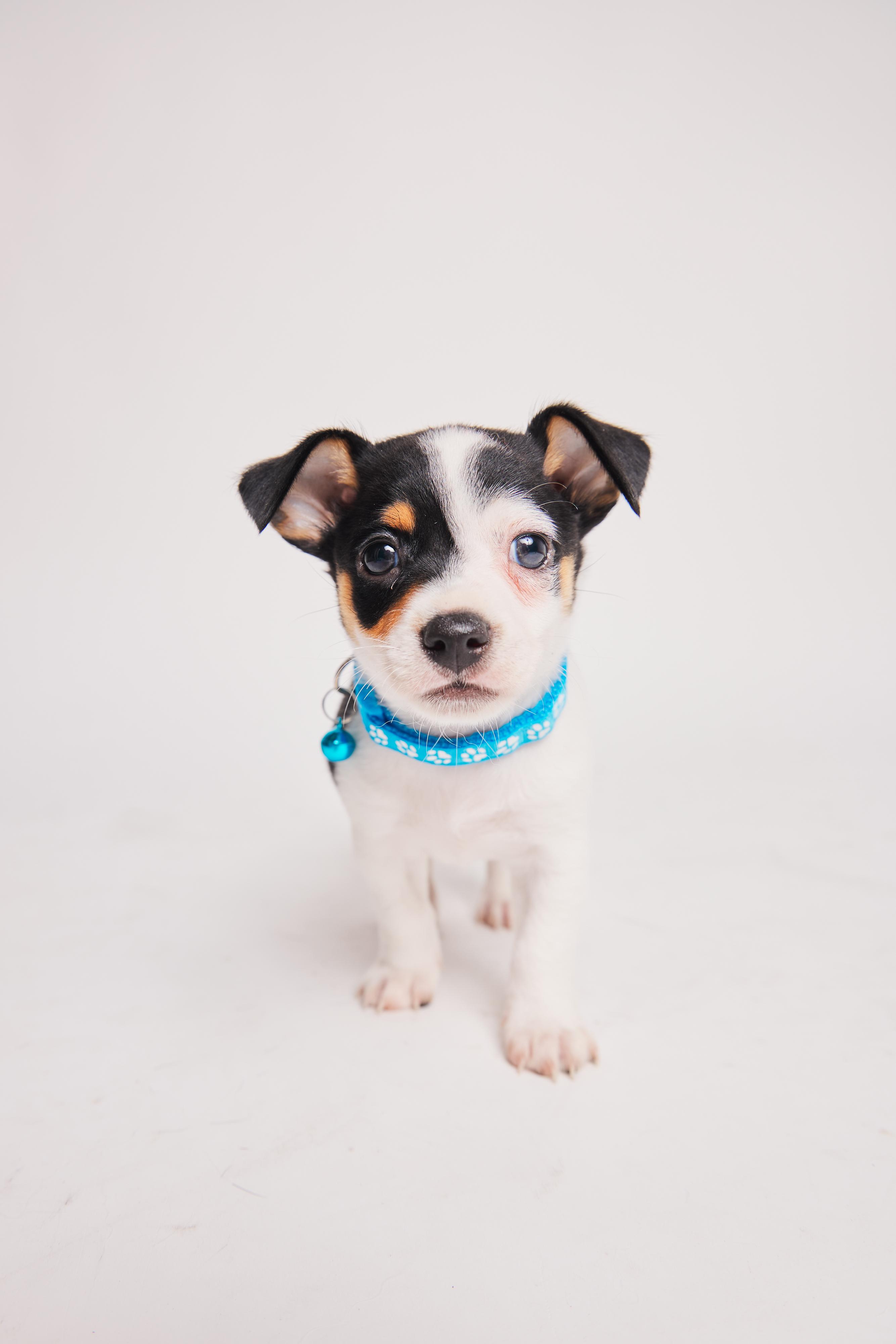 Poppy, a Adopted mixed breed in West Hollywood, CA image 5/6