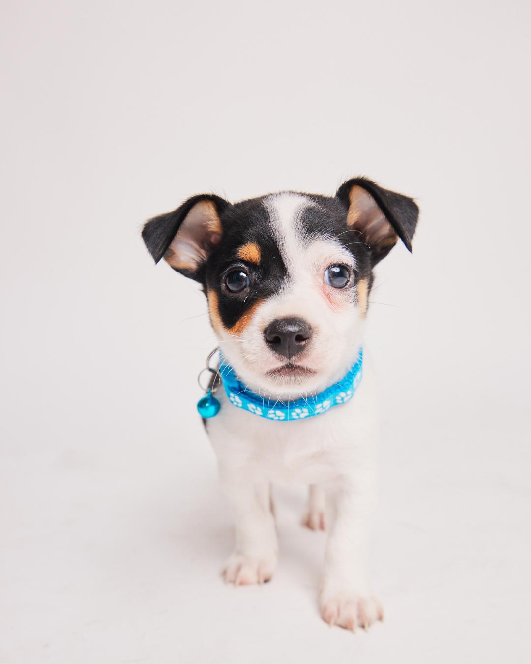 Poppy, Adopted, Puppy Male Jack Russell Terrier.