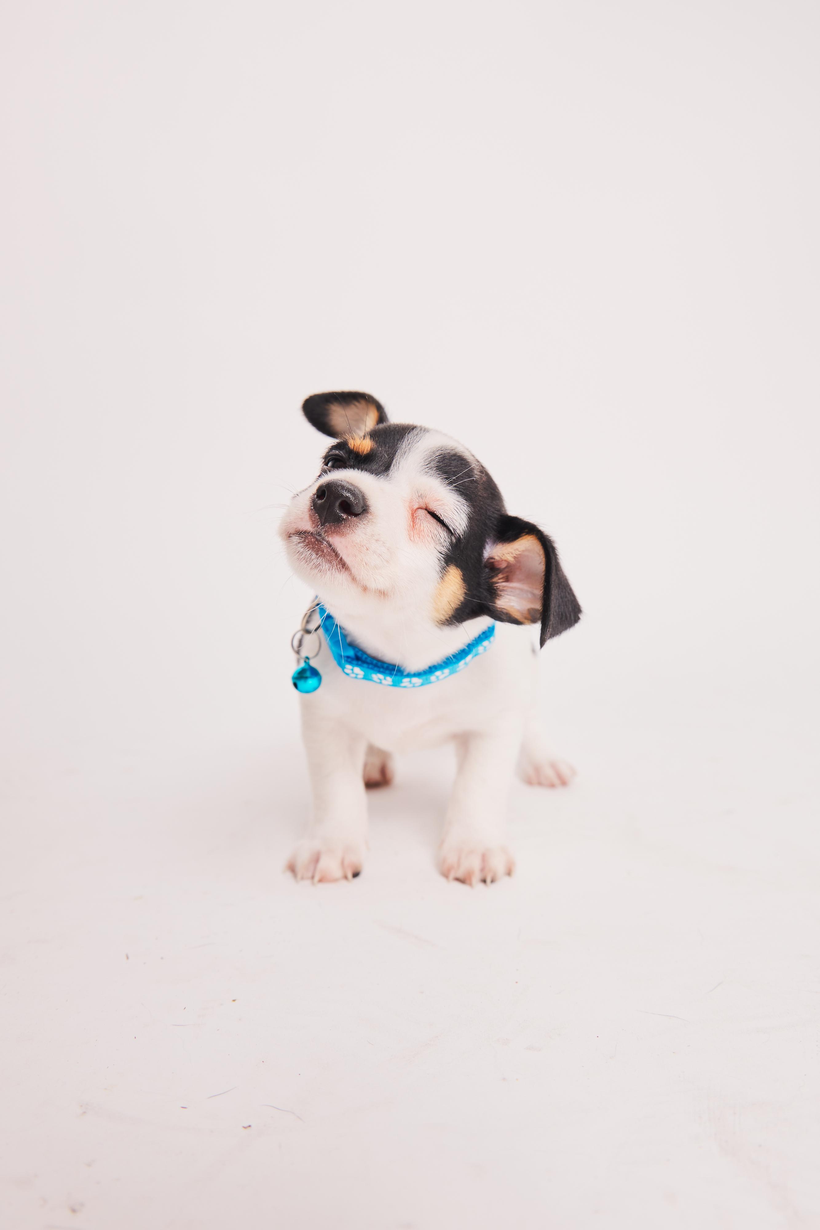 Poppy, a Adopted mixed breed in West Hollywood, CA image 4/6