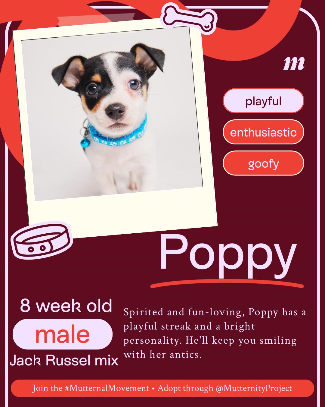 Poppy, a Adopted mixed breed in West Hollywood, CA image 6/6