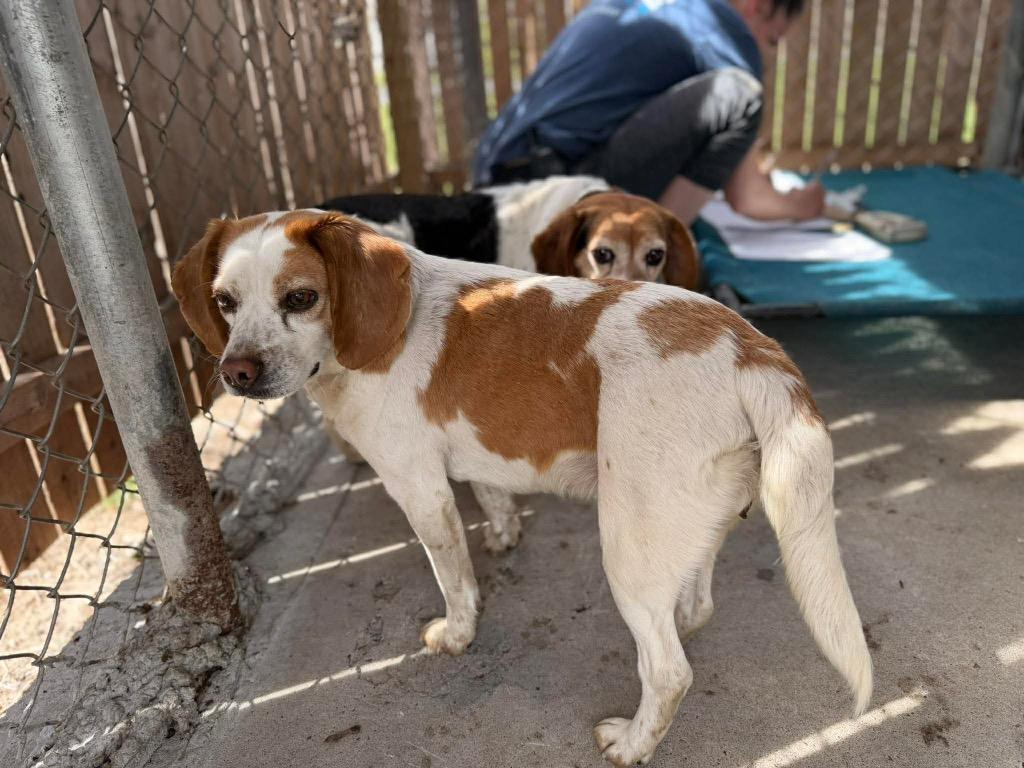 Phyllis **Bonded with Bertha**, Adoptable, Adult Female Beagle.