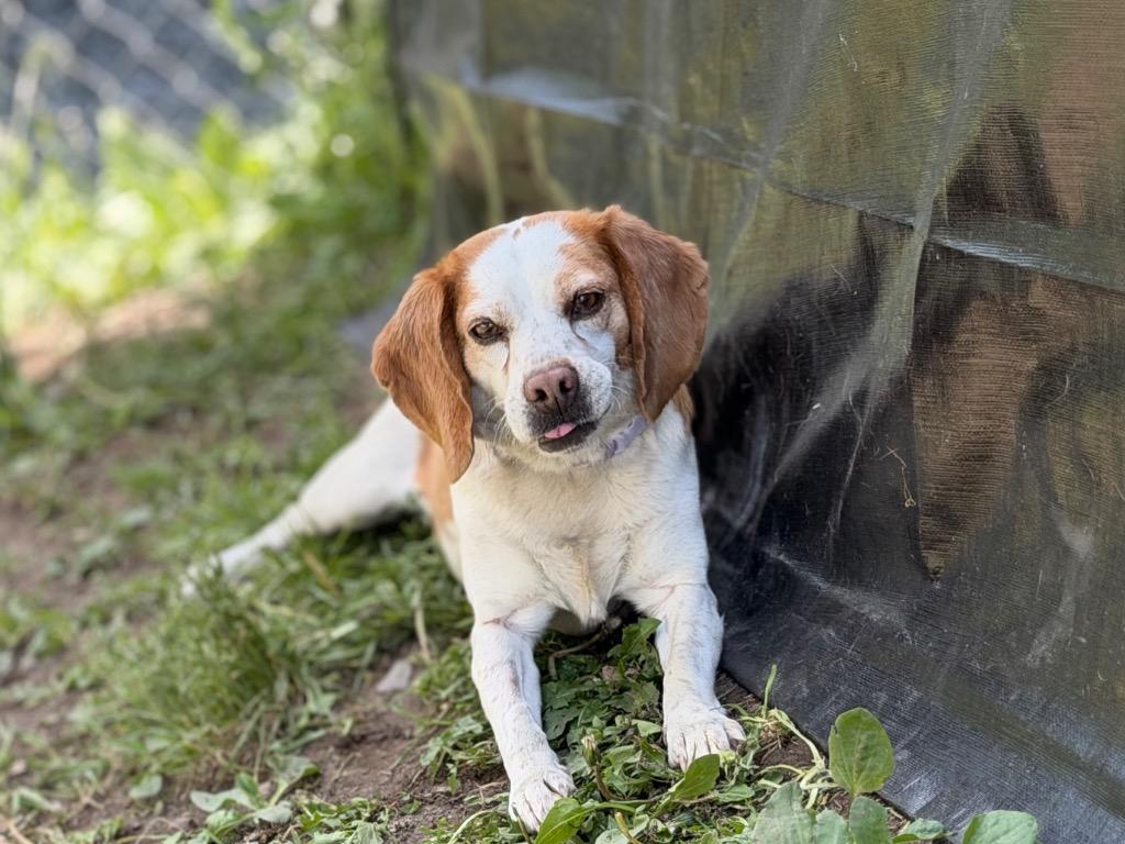 Enlarge Phyllis **Bonded with Bertha**, a Adoptable Beagle in Peru, NY image 2/3