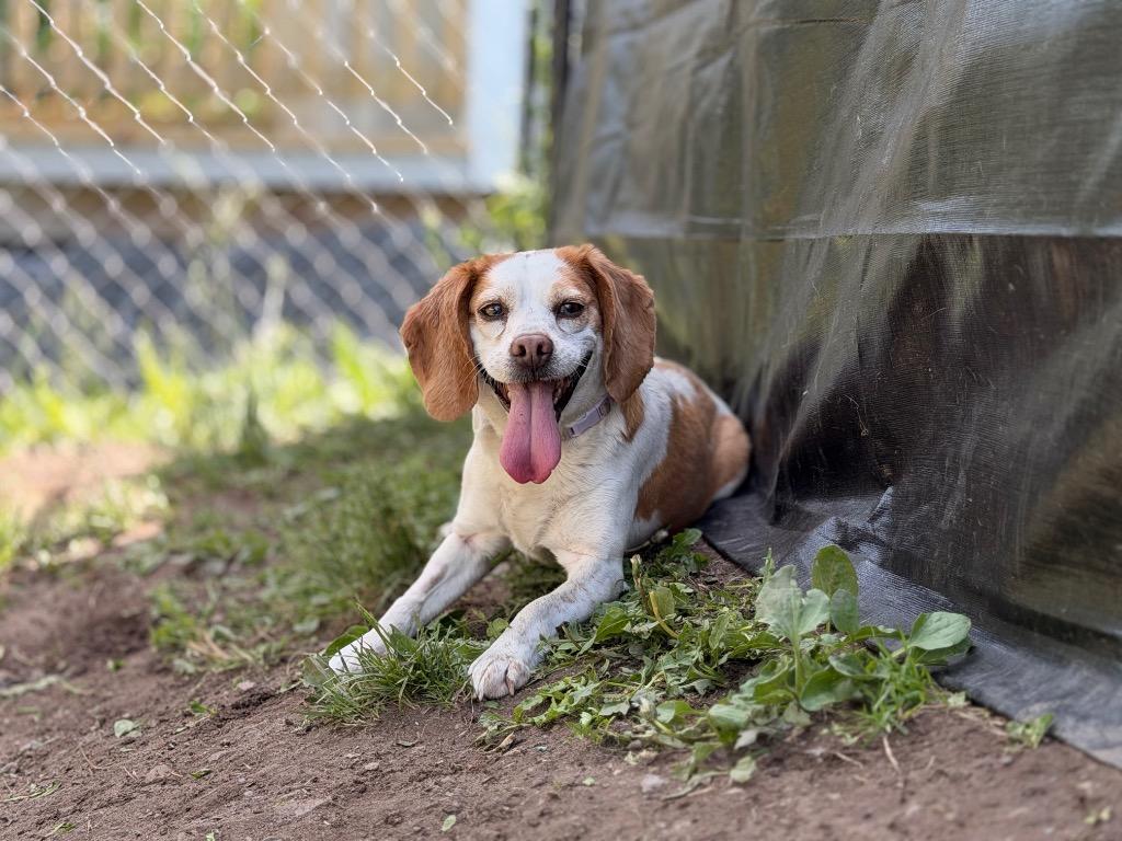 Enlarge Phyllis **Bonded with Bertha**, a Adoptable Beagle in Peru, NY image 3/3