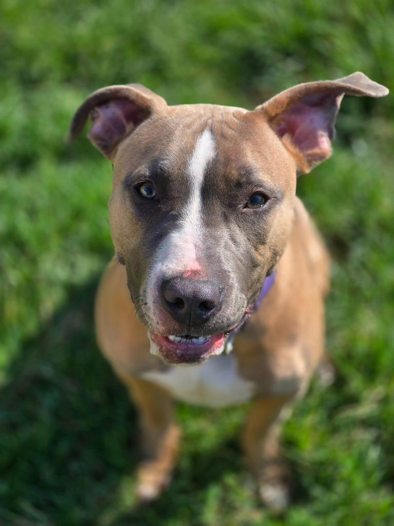 KENO, Adoptable, Young Male Mixed Breed.
