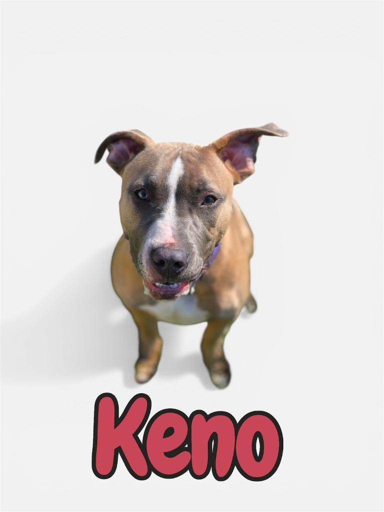 Enlarge KENO, a Adoptable mixed breed in Moberly, MO image 2/2
