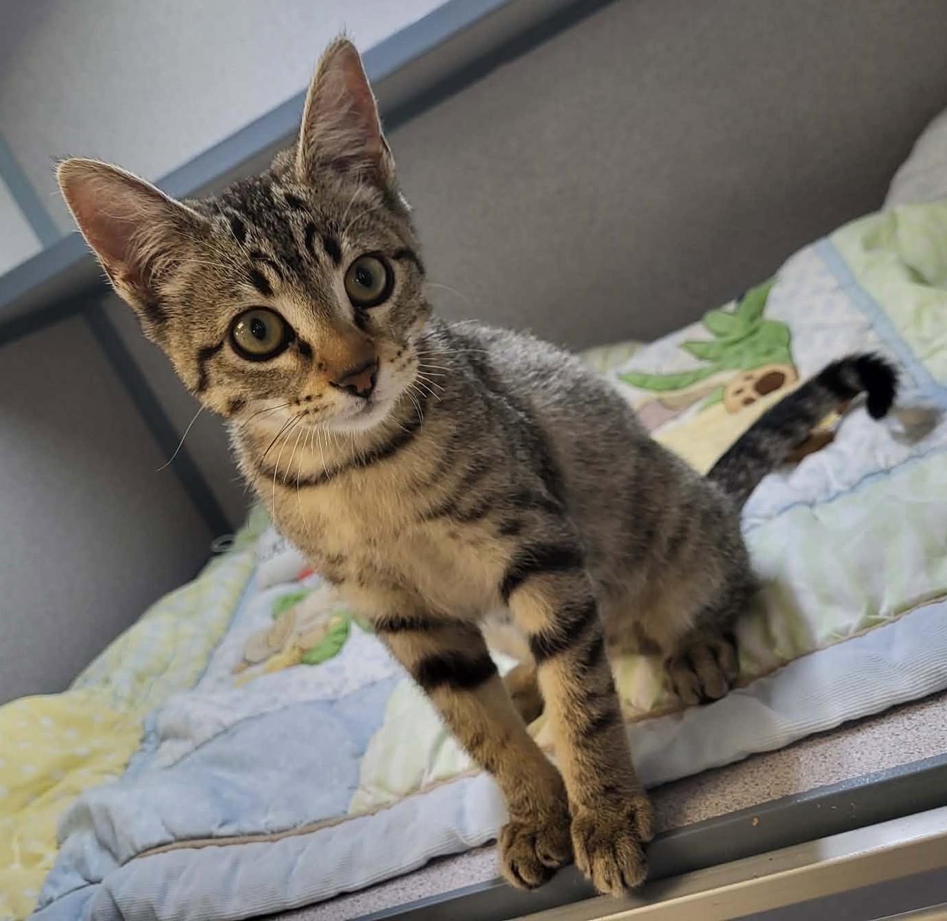 Butterfly, adopted, Young Female Domestic Short Hair.