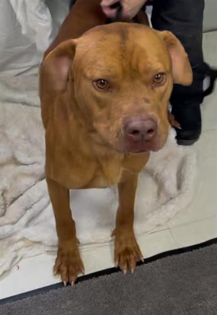 HOOCH, Adoptable, Adult Male American Staffordshire Terrier & Labrador Retriever.