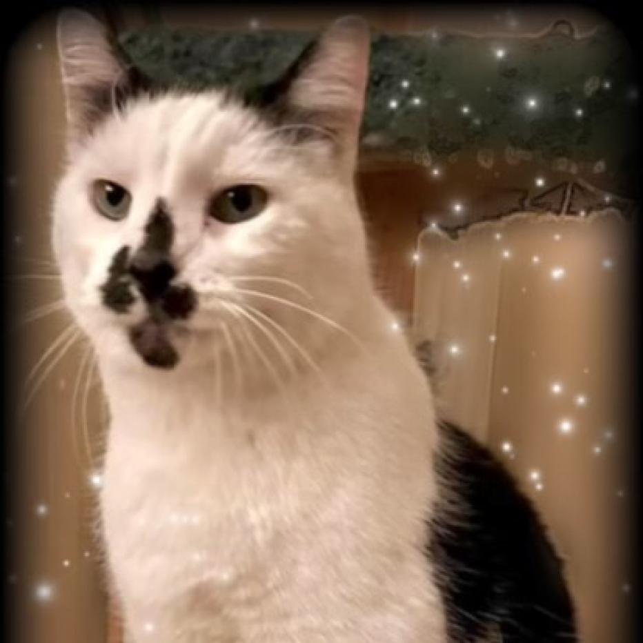 Purrito, a Adoptable Domestic Short Hair in Zimmerman, MN image 1/2