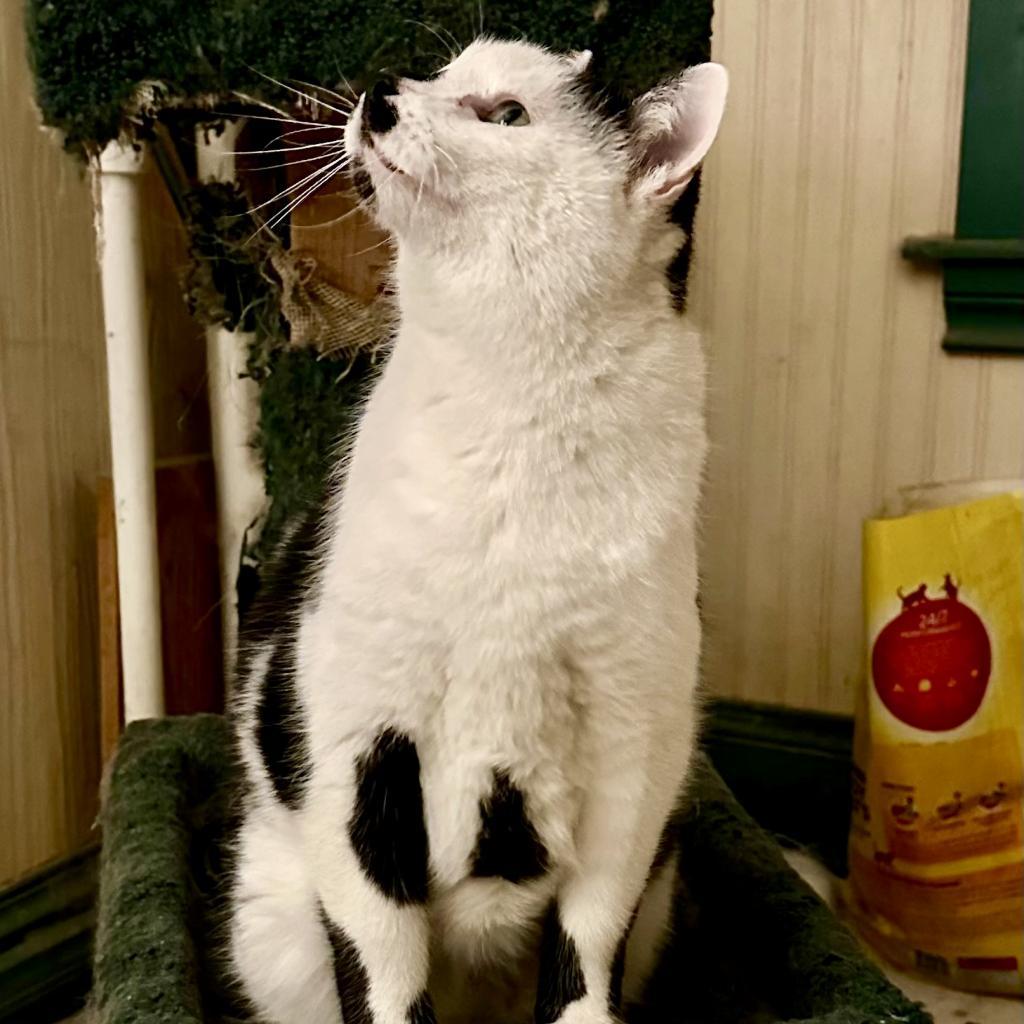 Purrito, a Adoptable Domestic Short Hair in Zimmerman, MN image 2/2