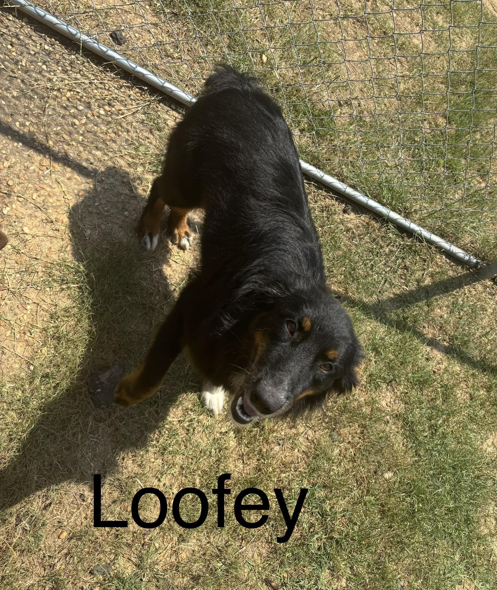 Loofey, an adopted Australian Shepherd in Zimmerman, MN image 2/2