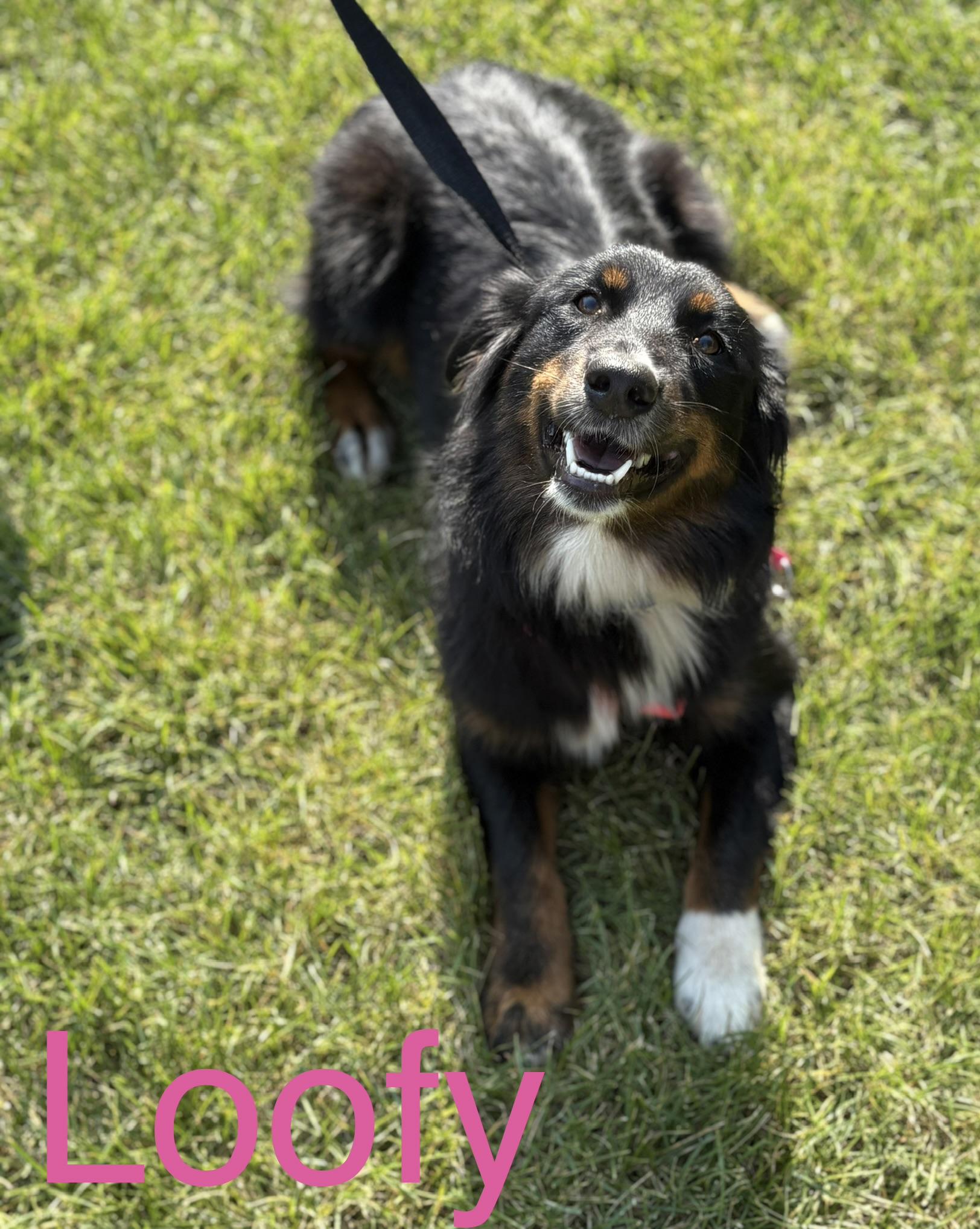 Loofey, adopted, Adult Female Australian Shepherd.