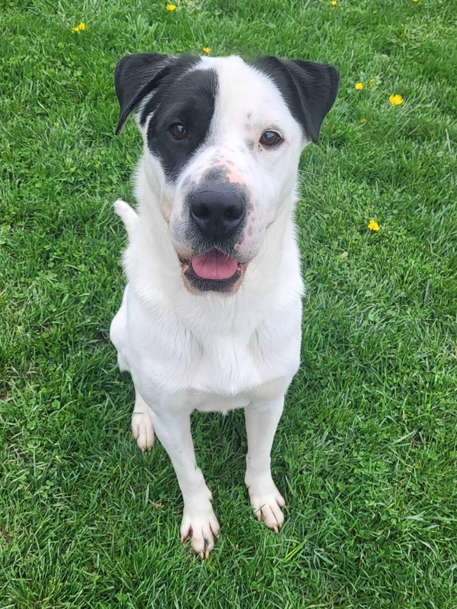 Enlarge Pound Dog-Chester #187665 Courtesy Listing, a Adoptable Shar-Pei in Rootstown, OH image 1/3