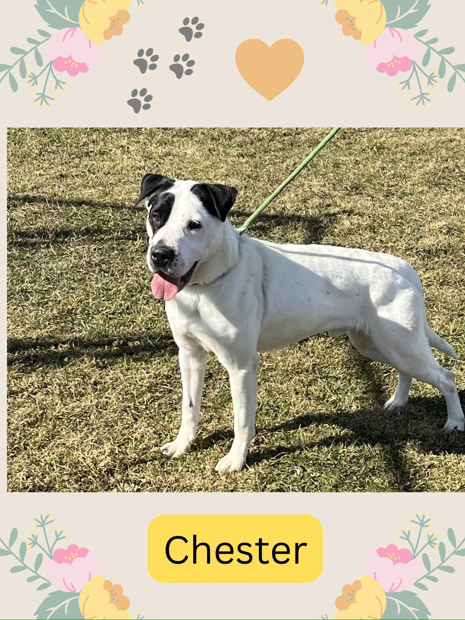 Enlarge Pound Dog-Chester #187665 Courtesy Listing, a Adoptable Shar-Pei in Rootstown, OH image 1/3