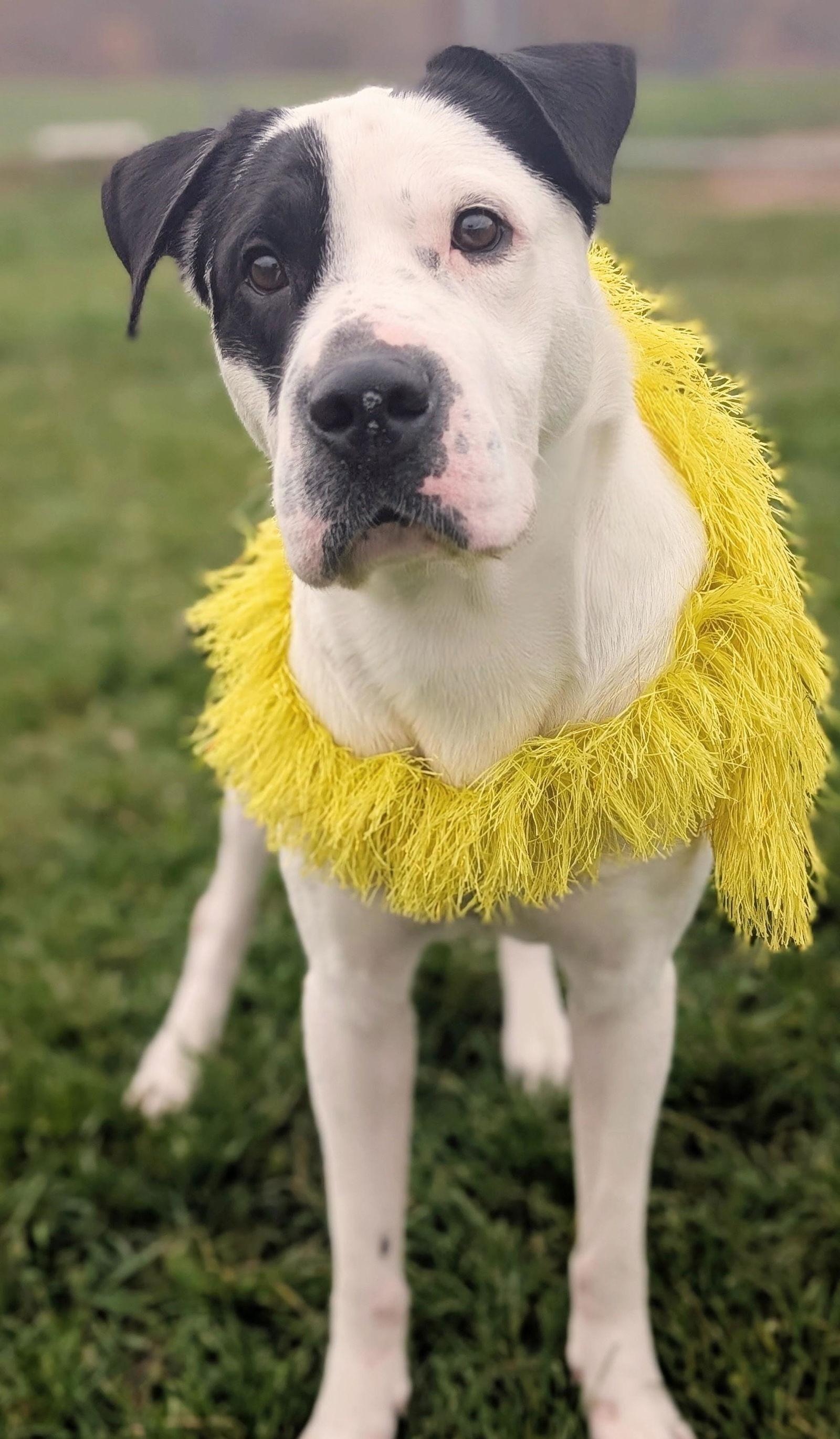 Enlarge Pound Dog-Chester #187665 Courtesy Listing, a Adoptable Shar-Pei in Rootstown, OH image 2/3