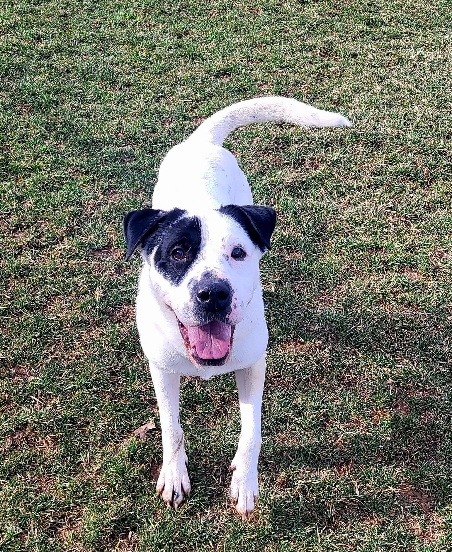 Enlarge Pound Dog-Chester #187665 Courtesy Listing, a Adoptable Shar-Pei in Rootstown, OH image 3/3