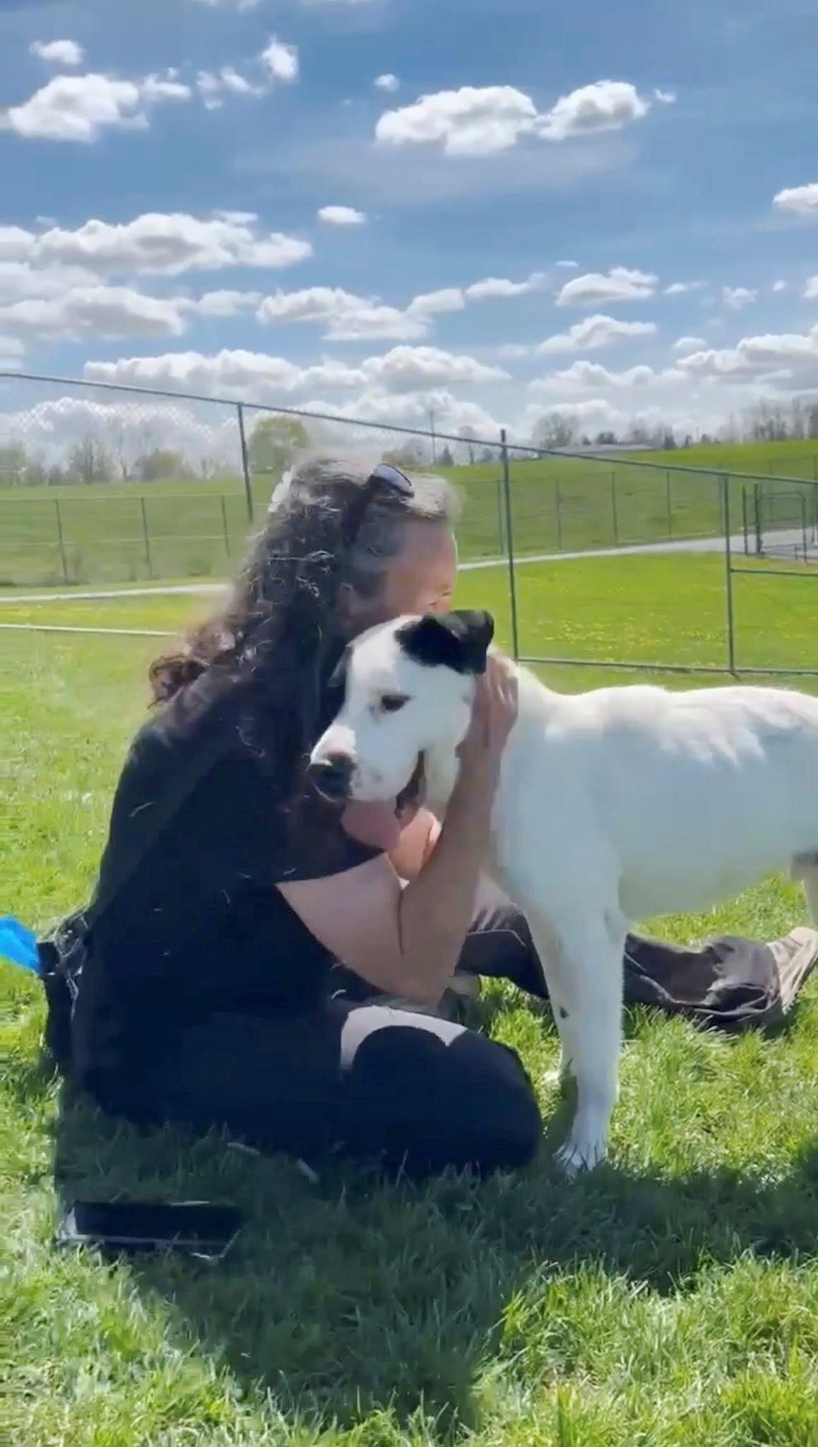 Enlarge Pound Dog-Chester #187665 Courtesy Listing, a Adoptable Shar-Pei in Rootstown, OH image 3/3