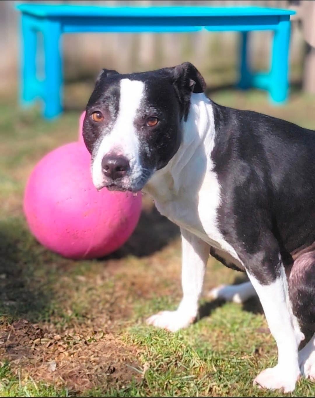 Enlarge MAGIC, an adopted mixed breed in Flint, MI image 2/4