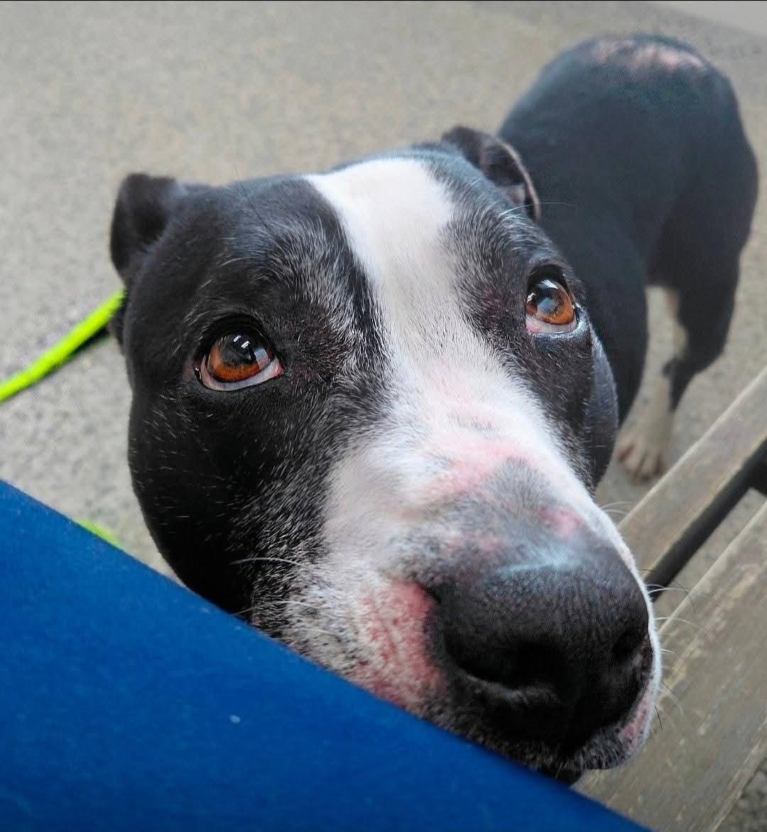 Enlarge MAGIC, an adopted mixed breed in Flint, MI image 4/4