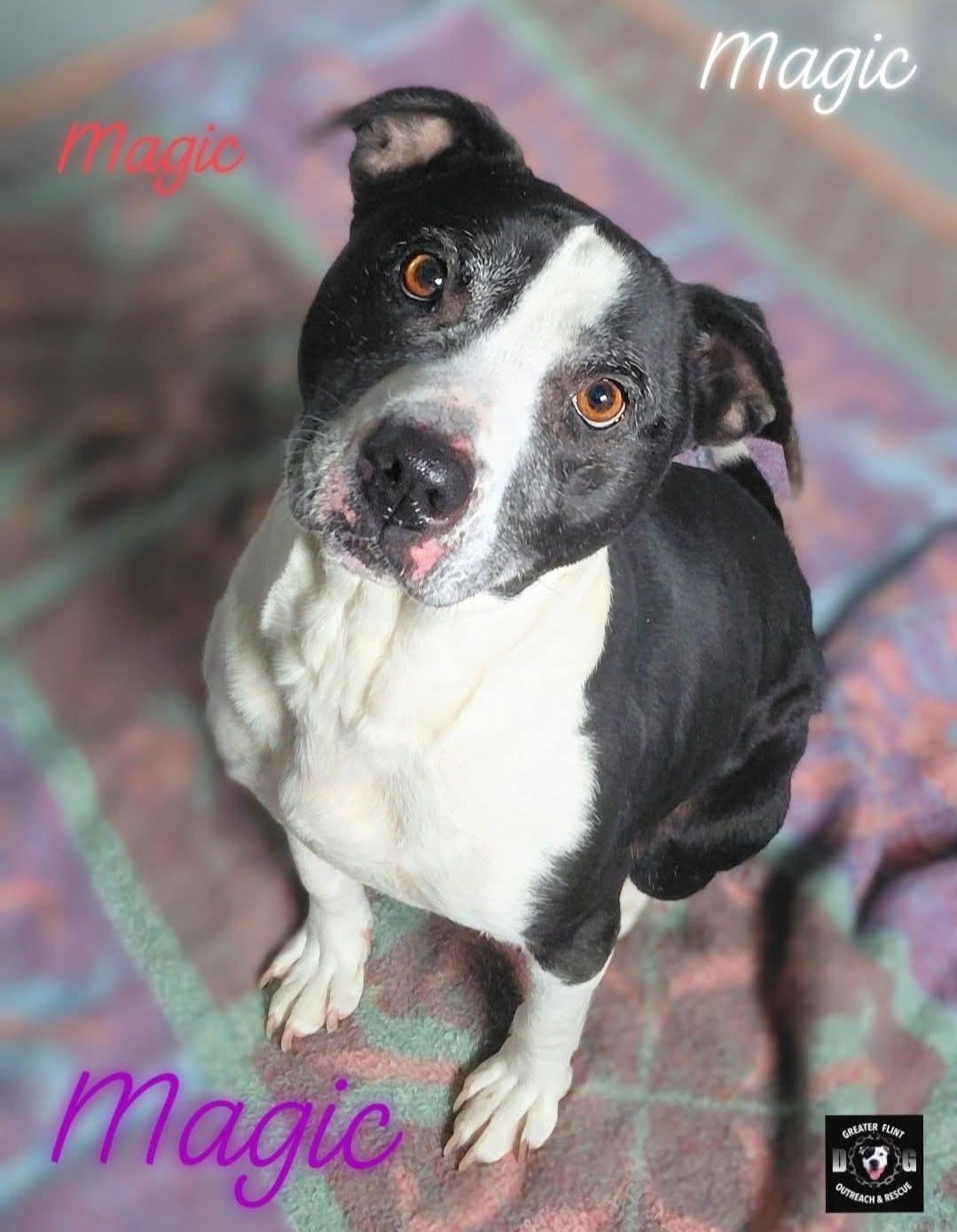 Enlarge MAGIC, an adopted mixed breed in Flint, MI image 1/4