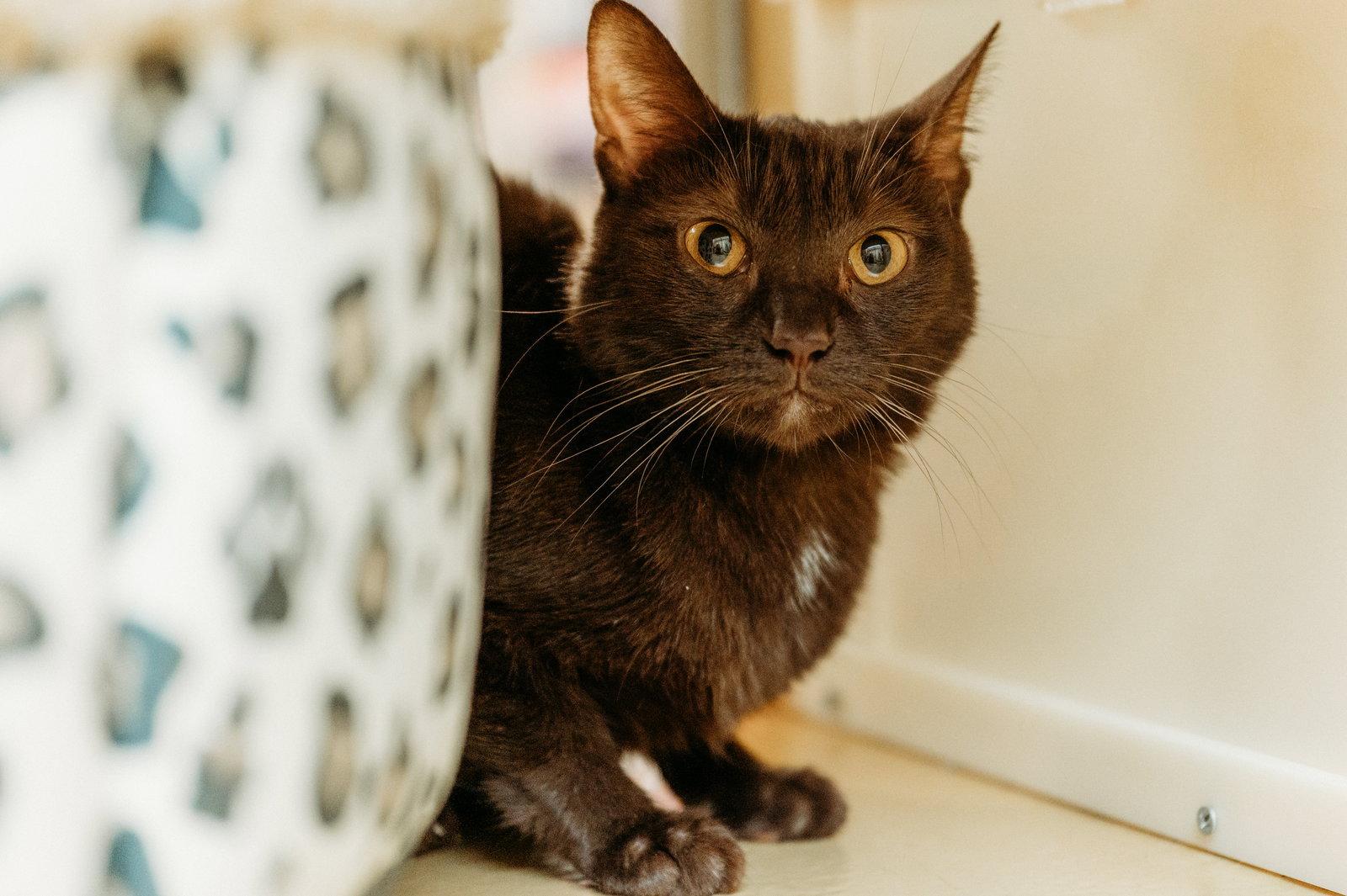 Enlarge Ganache, a Adoptable Domestic Short Hair in McKinney, TX image 1/3