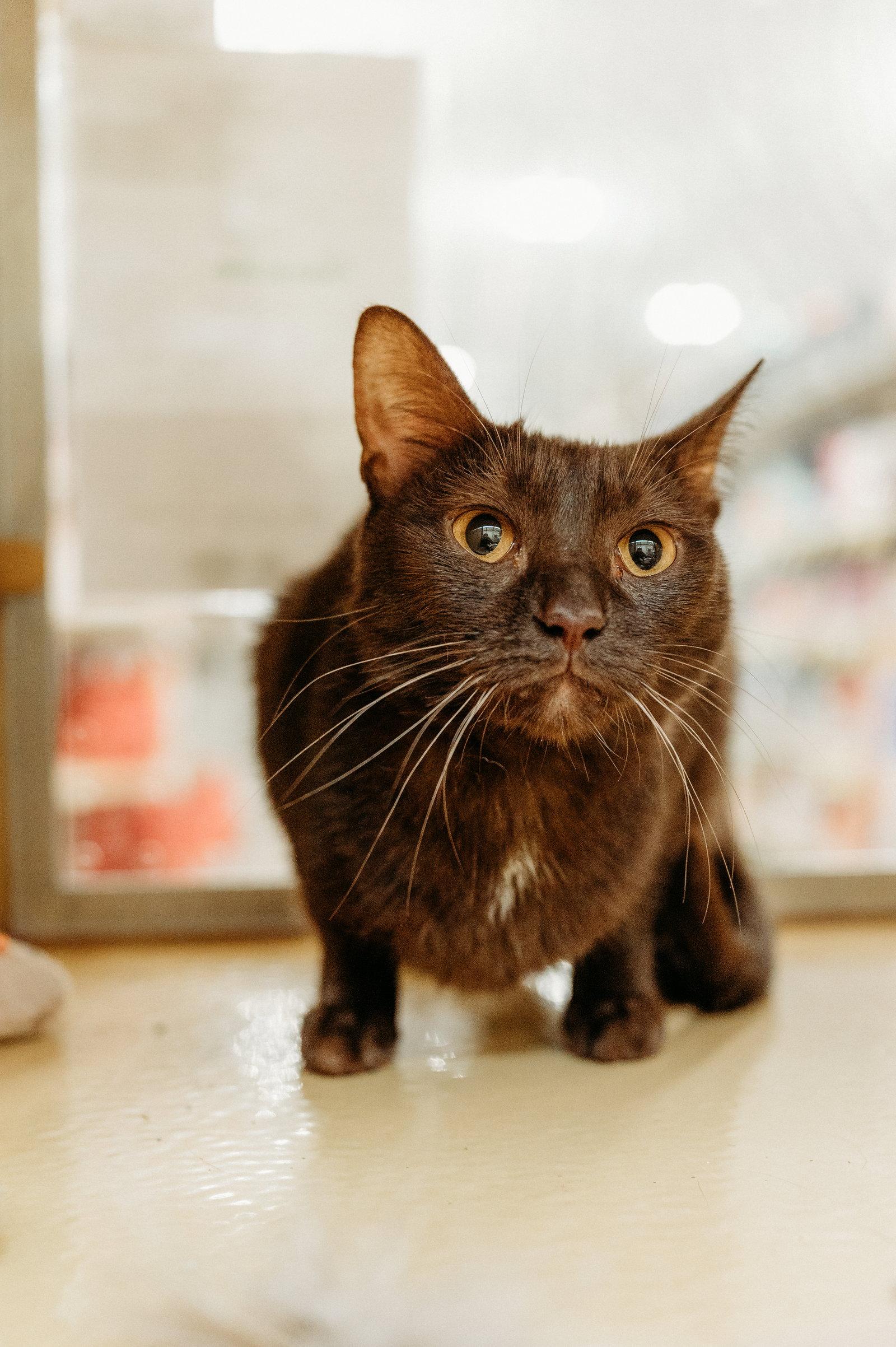 Enlarge Ganache, a Adoptable Domestic Short Hair in McKinney, TX image 2/3