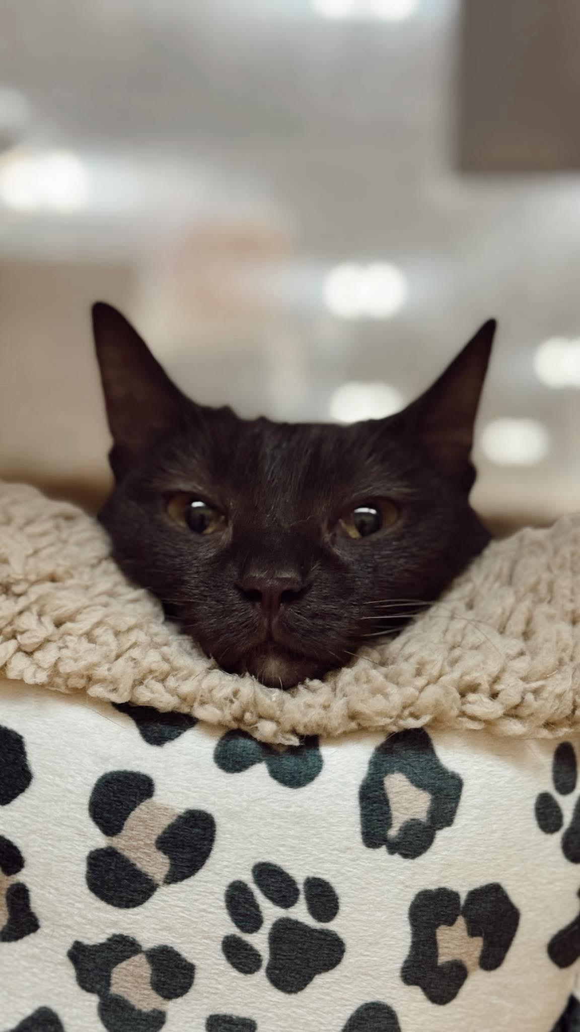 Enlarge Ganache, a Adoptable Domestic Short Hair in McKinney, TX image 3/3