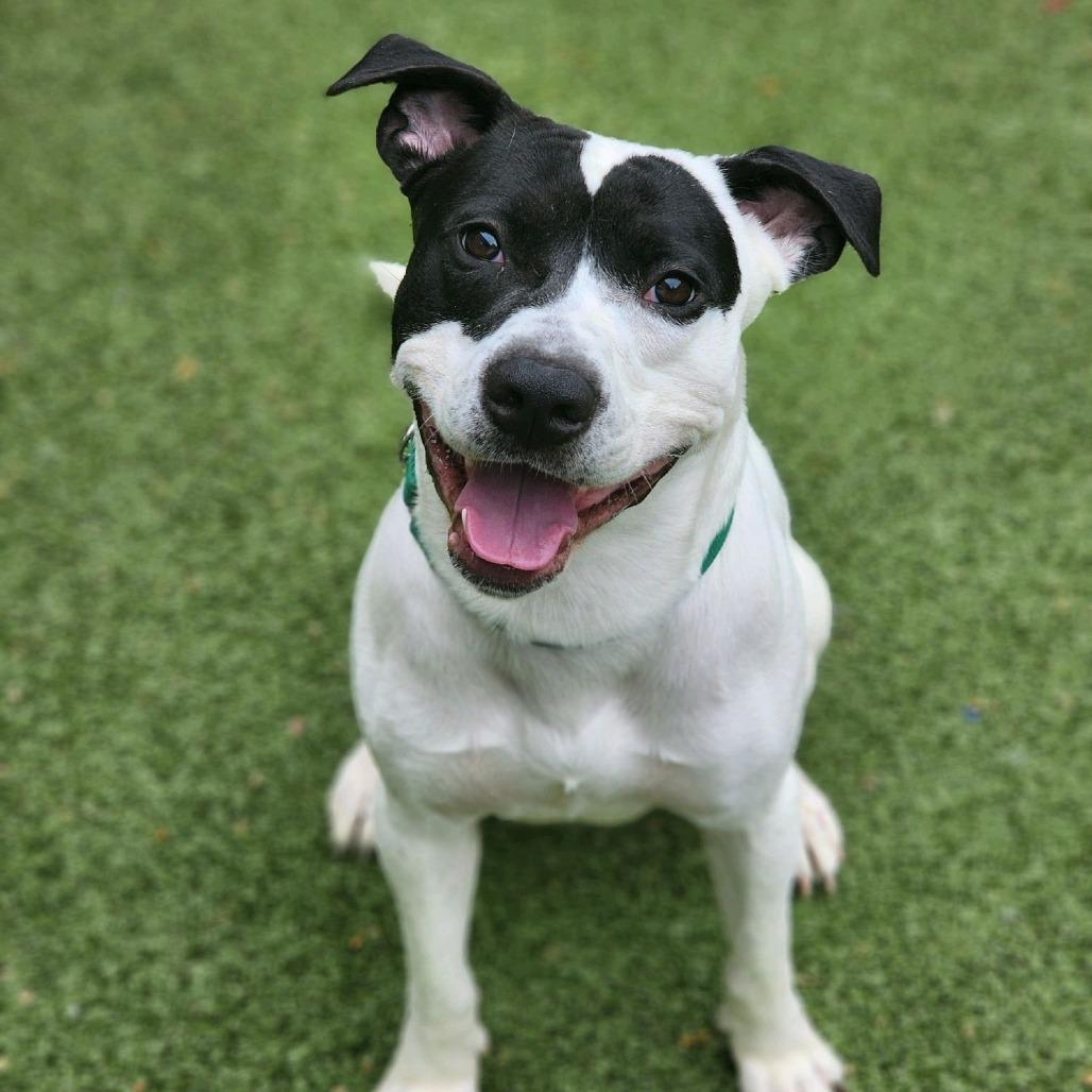 Enlarge RASCAL, a Adoptable Mixed Breed in Greensboro, NC image 1/6