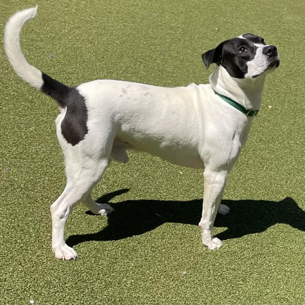 Enlarge RASCAL, a Adoptable Mixed Breed in Greensboro, NC image 2/6