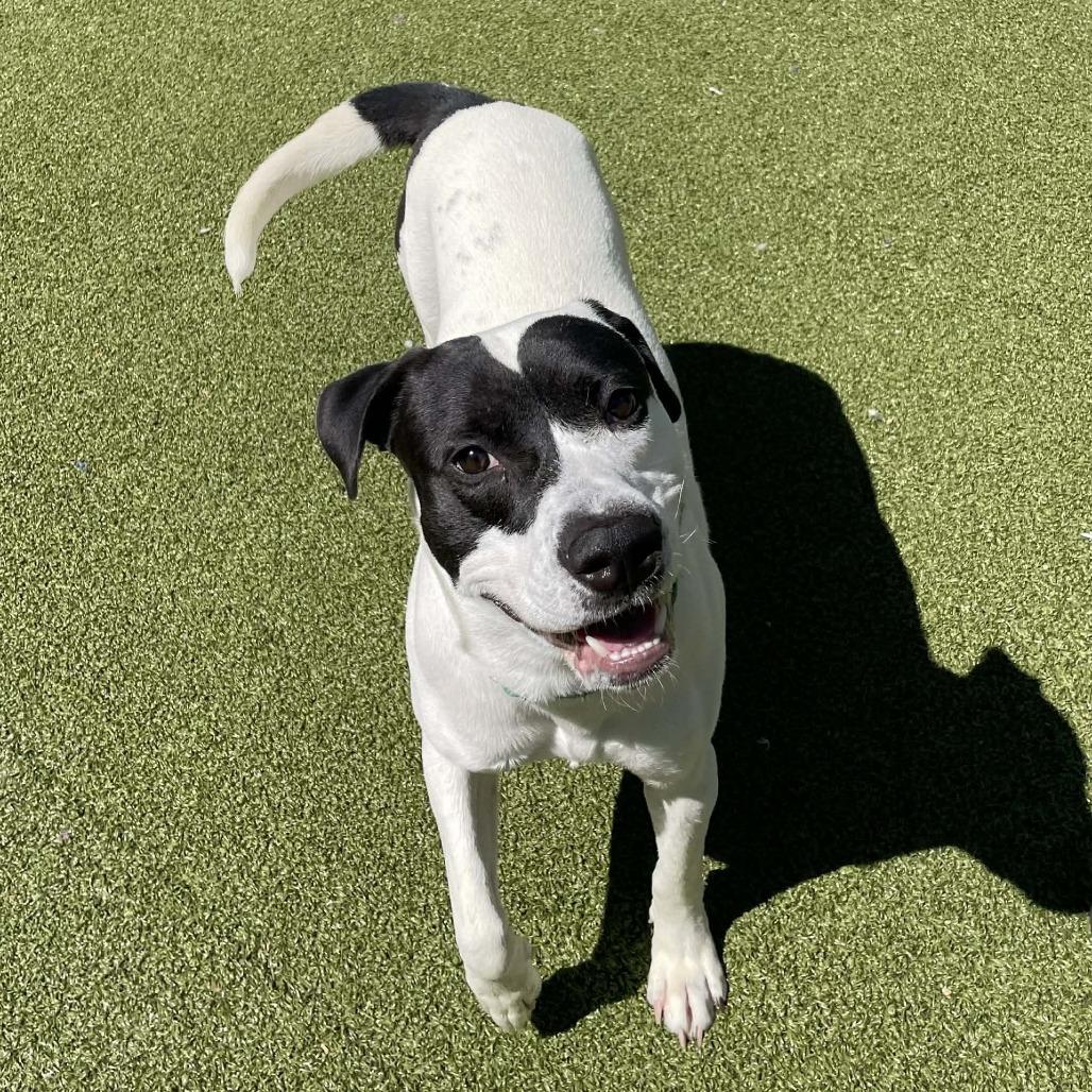 Enlarge RASCAL, a Adoptable Mixed Breed in Greensboro, NC image 3/6