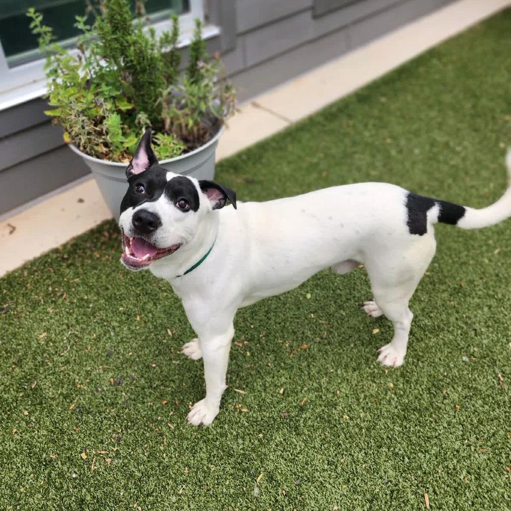 Enlarge RASCAL, a Adoptable Mixed Breed in Greensboro, NC image 4/6