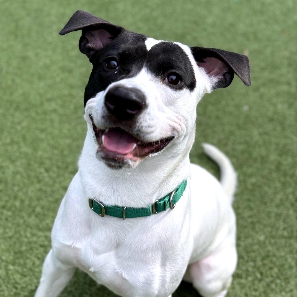 Enlarge RASCAL, a Adoptable Mixed Breed in Greensboro, NC image 5/6