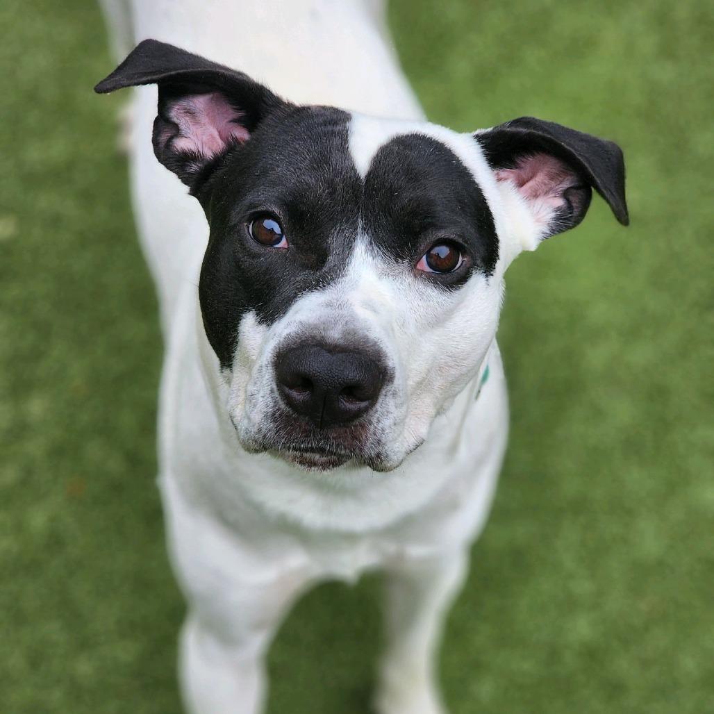 Enlarge RASCAL, a Adoptable Mixed Breed in Greensboro, NC image 6/6