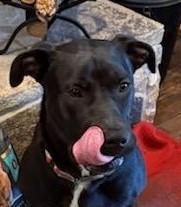 Watson, Adoptable, Young Male Labrador Retriever & German Shepherd Dog.