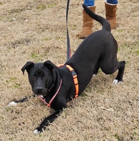 Watson, a Adoptable mixed breed in Terrell, TX image 3/6