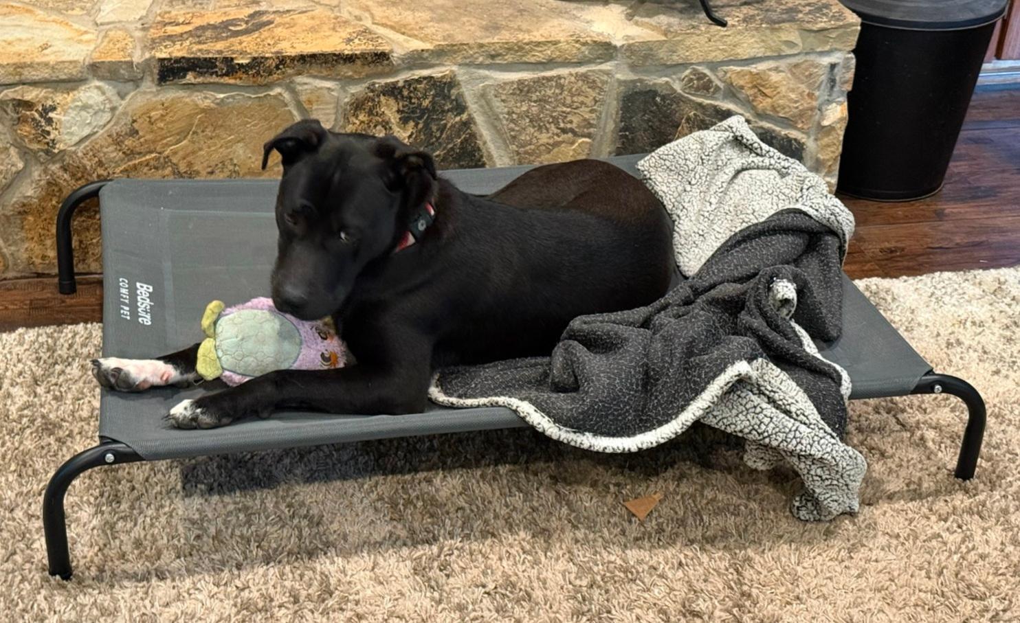 Watson, a Adoptable mixed breed in Terrell, TX image 2/6