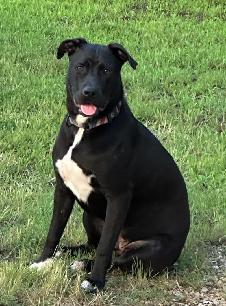 Watson, Adoptable, Young Male Labrador Retriever & German Shepherd Dog.