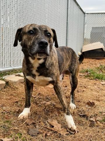 Enlarge Hushpuppy Hank, a ADOPTABLE Mixed Breed in Martinsville, VA image 5/6