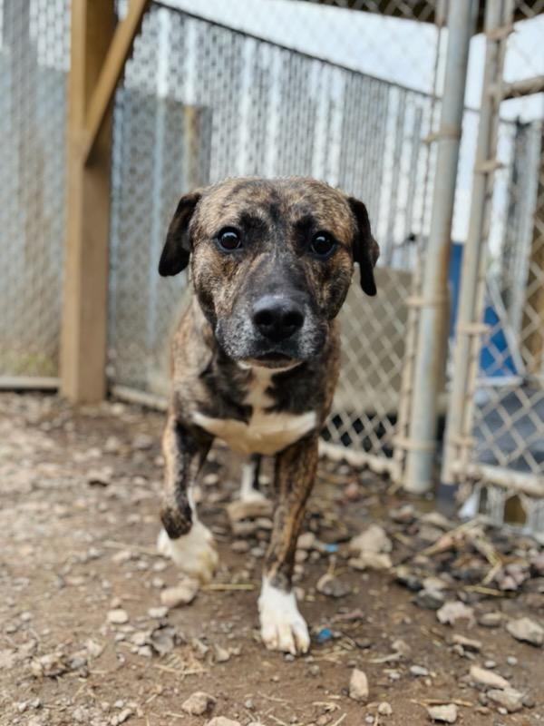 Enlarge Hushpuppy Hank, a ADOPTABLE Mixed Breed in Martinsville, VA image 2/6