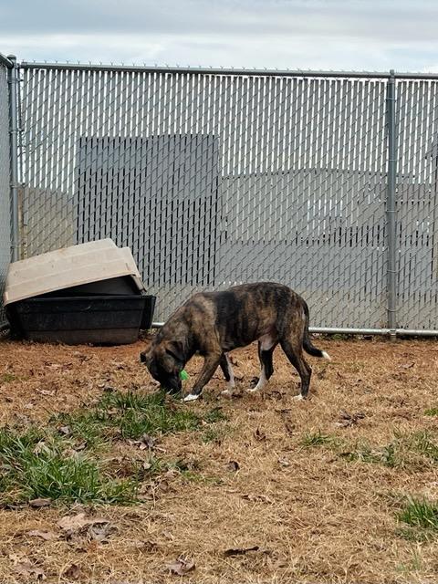 Enlarge Hushpuppy Hank, a ADOPTABLE Mixed Breed in Martinsville, VA image 3/6