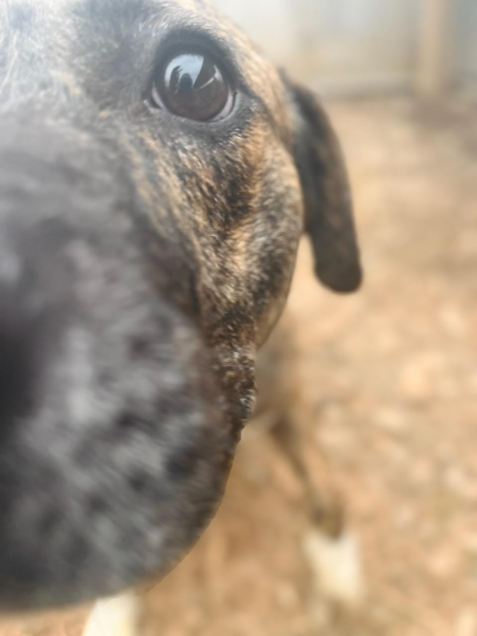 Enlarge Hushpuppy Hank, a ADOPTABLE Mixed Breed in Martinsville, VA image 6/6