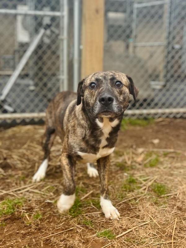 Hushpuppy Hank, ADOPTABLE, Adult Male Mixed Breed.
