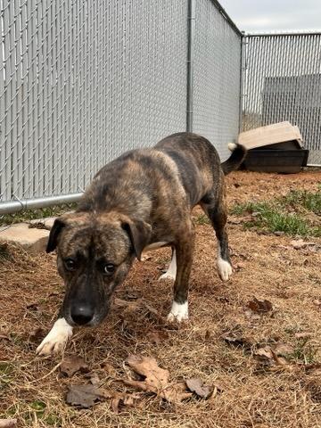 Enlarge Hushpuppy Hank, a ADOPTABLE Mixed Breed in Martinsville, VA image 4/6
