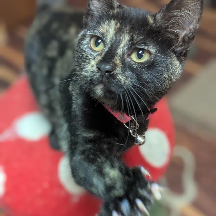 Ginny, Adoptable, Kitten Female Domestic Short Hair.