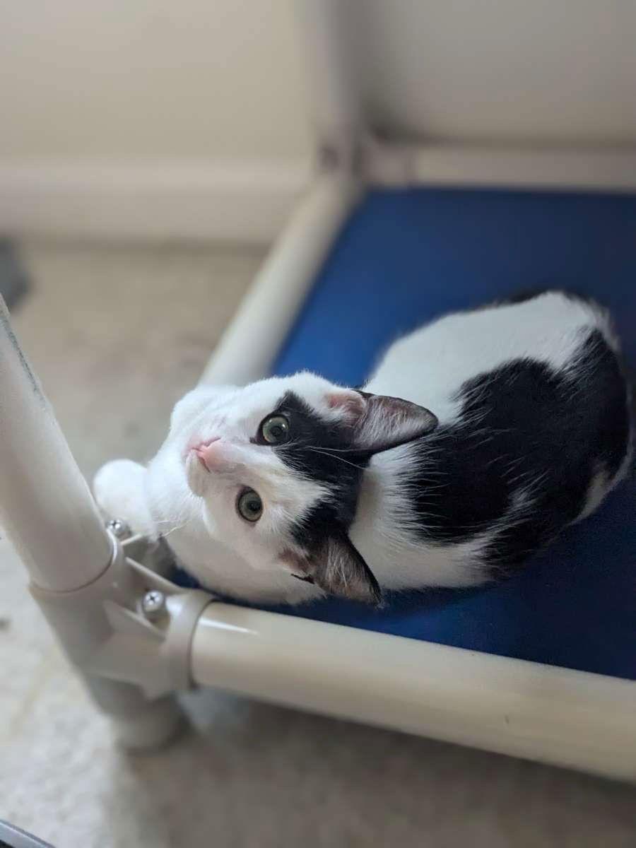 Brie, Adoptable, Adult Female Domestic Short Hair.