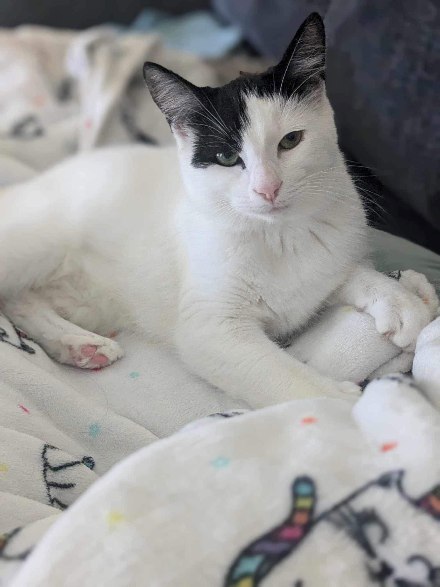 Enlarge Brie, a Adoptable Domestic Short Hair in Hanover, PA image 2/3