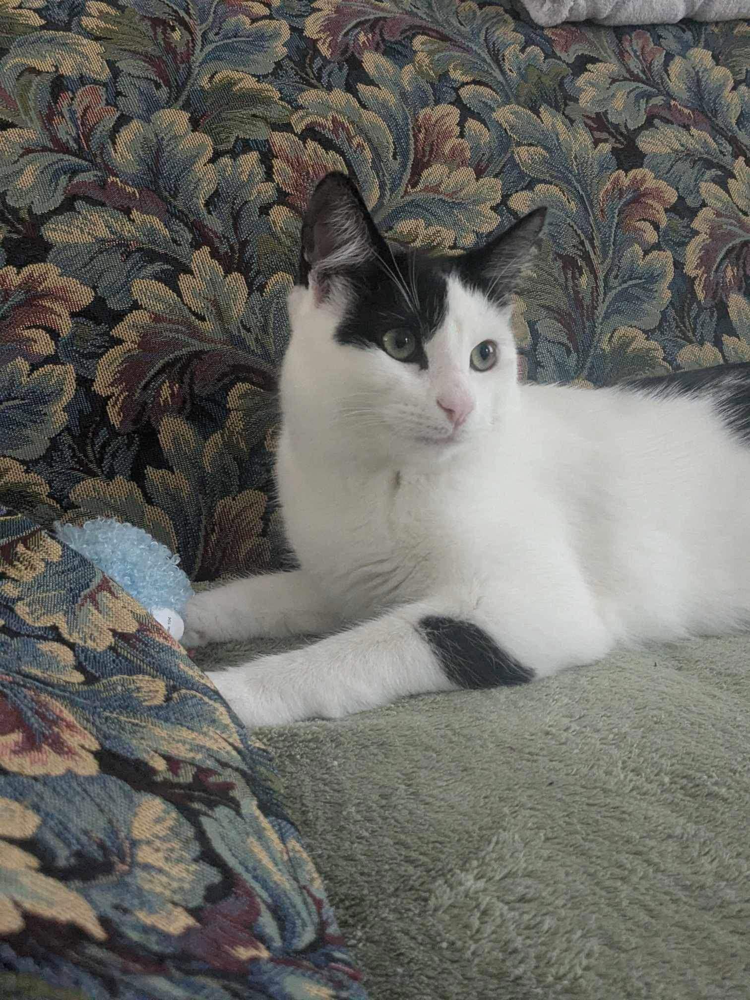 Enlarge Brie, a Adoptable Domestic Short Hair in Hanover, PA image 3/3