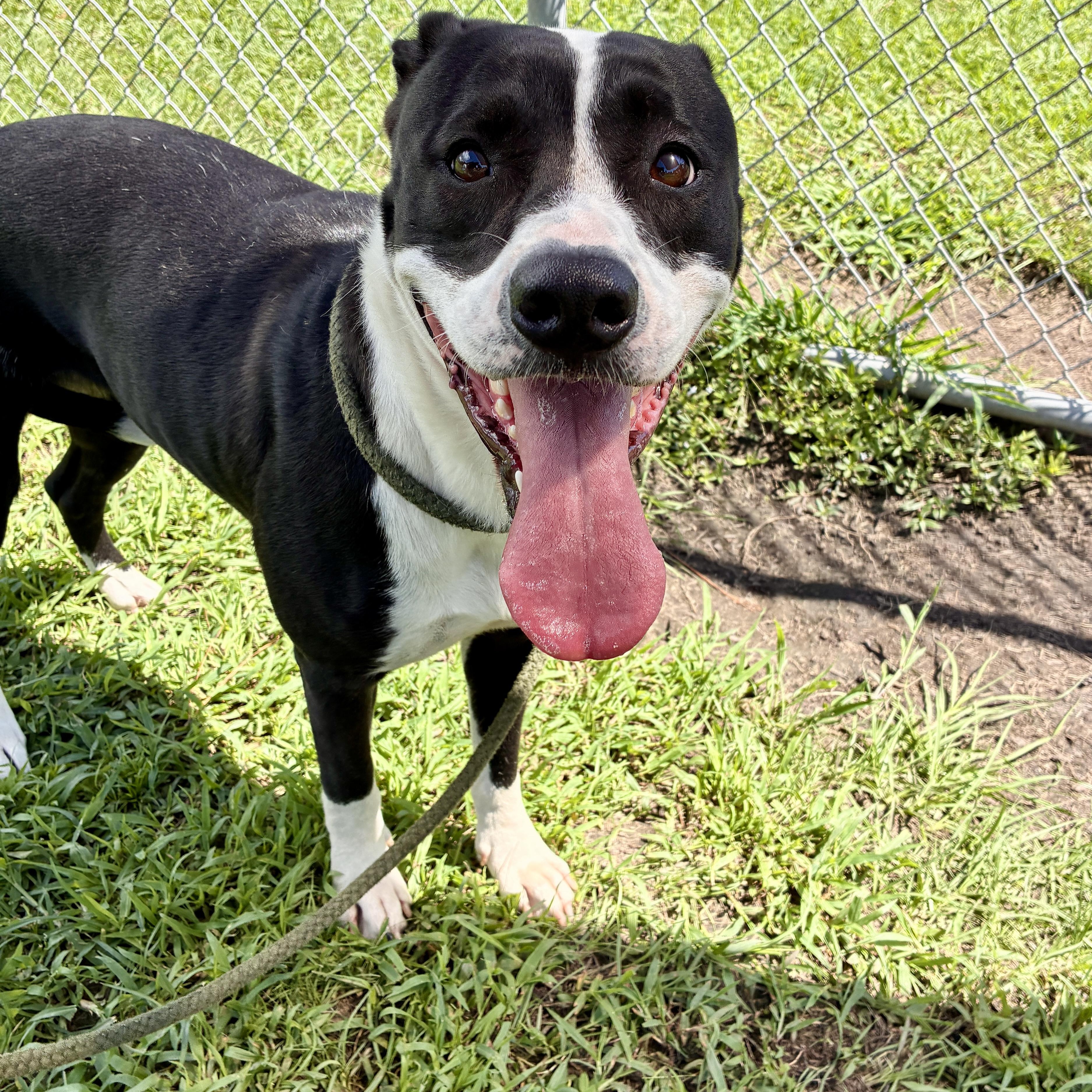 Enlarge Lucy, a Adopted Mixed Breed in Myrtle Beach, SC image 2/3
